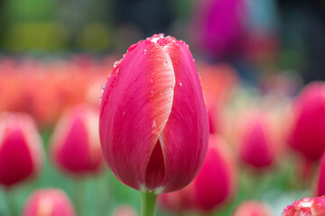 Beautiful tulip pink red white close-up