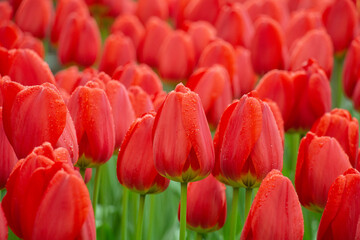 Beautiful red tulip fields close-up