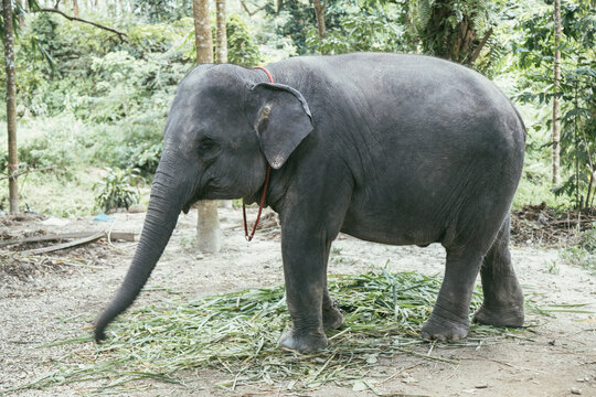 Animals in Thailand. Weekend with family at the zoo parc. Elephant in the forest. Image with selective focus, noise effect and toning