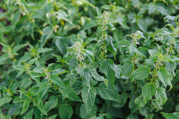 Nettle with green leaves. Nettle plants grow in the ground. Concept of alternative medicine