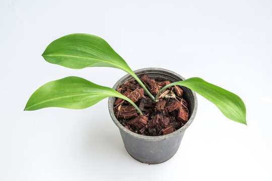 Close up Eucrosia bicolor plant in black pot isolate on white background.(Queen lily, Phaedranassa)
