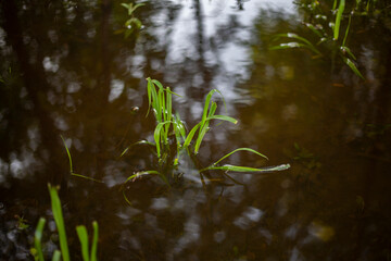 Plant in the water. The bush was flooded with rain. 