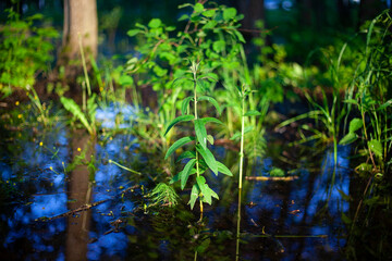 Plant in the water. The bush was flooded with rain. 