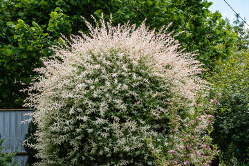 Japanese willow Salix integra Hakuro-Nishiki  in landscaped garden. Willow branches with white and pink leaves shaped like ball. Selective focus. Nature concept for natural design. © AlexanderDenisenko