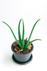 Close up Aloe vera  plant in black pot on white background.