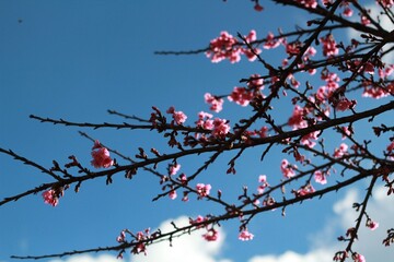 red cherry blossom