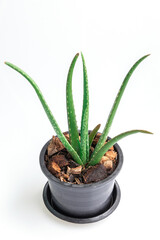 Close up Aloe vera  plant in black pot on white background.