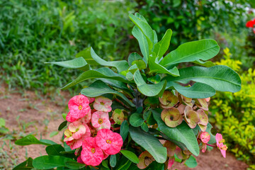Crown Of Thorns Or Euphorbia Milii Plant With Flowers & Green Leaves. 01