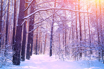 Nature winter background.  Snowy forest.  Pine trees covered with snow. Winter nature. Christmas background.