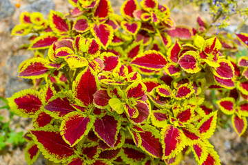 Red & Yellow Leaves Coleus Plant At The Garden On Sunlight. 02