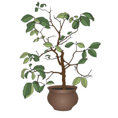 Hand drawn vector of house plant on white background. Tangerine tree in a brown clay pot color cartoon illustration. Cozy interior huge scandinavian style