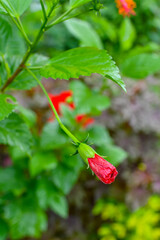 Bud Of Red Chaina Rose Or Mandar Flower With Green Leaves & Branches At Garden.