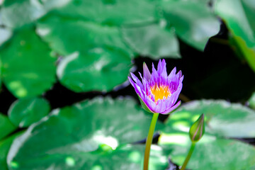 Beautiful white-purple lotus flowers with water droplets on the petals that blossom in the pond and the green lotus leaf around