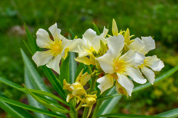White Oleander Flower With Green Leaves & Branches On Blur Background. 02