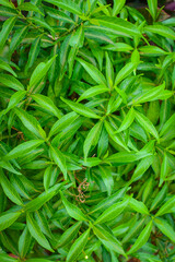 Green Leaves Background Image Of Shrub Hub Plants At Garden.