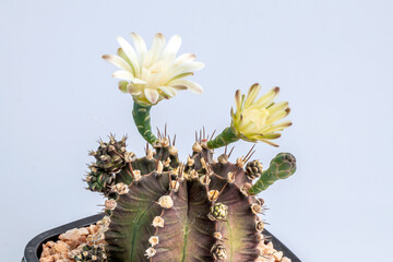 Gymnocalycium mihanovichii flower cactus in black pot isolate on white background.Ruby Ball,Red Cap,Red Hibotan or Hibotan cacti.