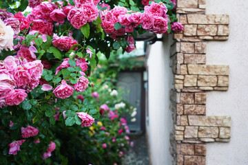 Fototapeta na wymiar Beautiful blooming pink rose bush around the window