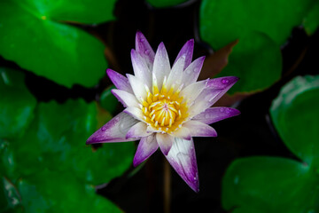 Beautiful white-purple lotus flowers with water droplets on the petals that blossom in the pond and the green lotus leaf around