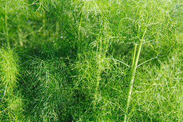 Green organic dill with drops of water after rain. Fragrant dill leaf growing