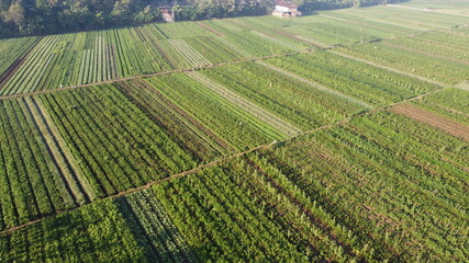aerial view of fields of chili that form a pattern
