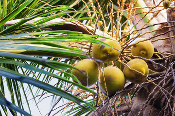 A bunch of green coconuts on a palm tree close up