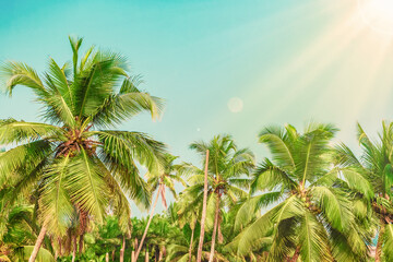 Tropical landscape. Palm trees in sunlight against a blue sky