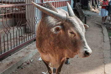 Bull on the street of the city. Indian bull