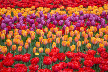 Tulip fields colourful flowers Netherlands Holland