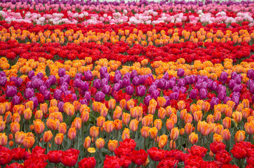Fototapeta na wymiar Tulip fields colourful flowers Netherlands Holland