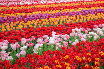 Tulip fields colourful flowers Netherlands Holland
