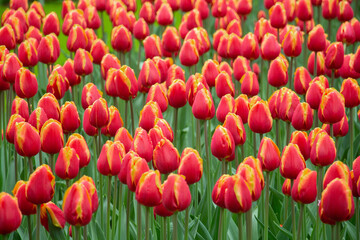 Tulip fields red orange yellow Netherlands close-up