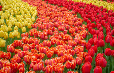 Tulip fields red orange yellow Netherlands Holland