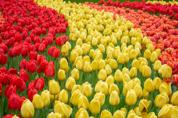 Tulip fields red orange yellow Netherlands Holland