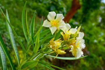 White Oleander Flower With Green Leaves & Branches On Blur Background. 01