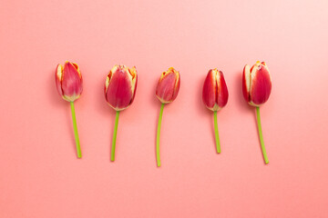 Red tulip flowers on coral red background. Floral composition, flat lay, top view, copy space