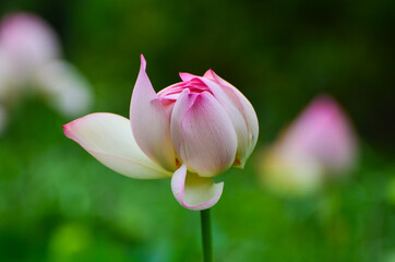 pink lotus flower