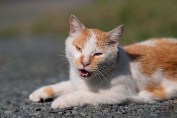 のんびり過ごす猫　　茶白猫