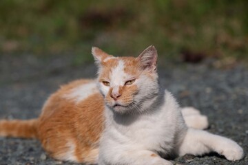 Fototapeta na wymiar のんびり過ごす猫　　茶白猫
