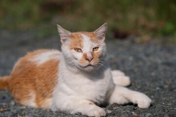 のんびり過ごす猫　　茶白猫