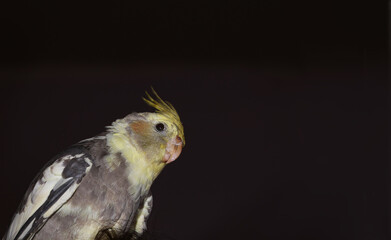 Portrait of a parrot on a dark, blurry background