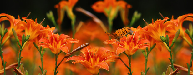 Panorama of a flower garden of lilies