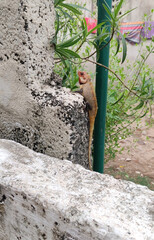 Reptile on grunge wall at park neary by house
