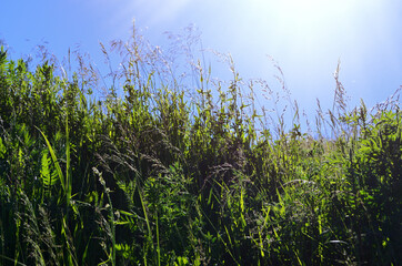 rays of the sun over the meadow grasses of the lower angle