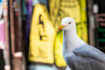 Seagull close up in city environment with graffitied streets 