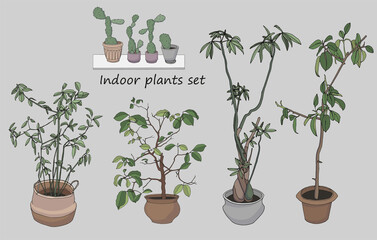 Vector hand-drawn color set of indoor plants. Potted cacti, laurel, ficus, tangerine tree and pachira.