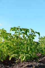 Closeup of a young potato bush on a farm. Summer sunny day. Vertical orientation, space for text.