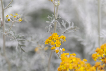 白と黄色　　　シロタエギク