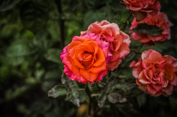 red rose in garden