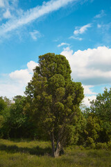 Obraz premium Juniper tree in the heath before a blue and white sky