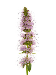 Pink flowers of Horse mint isolated on white, Mentha longifolia  © emilio100